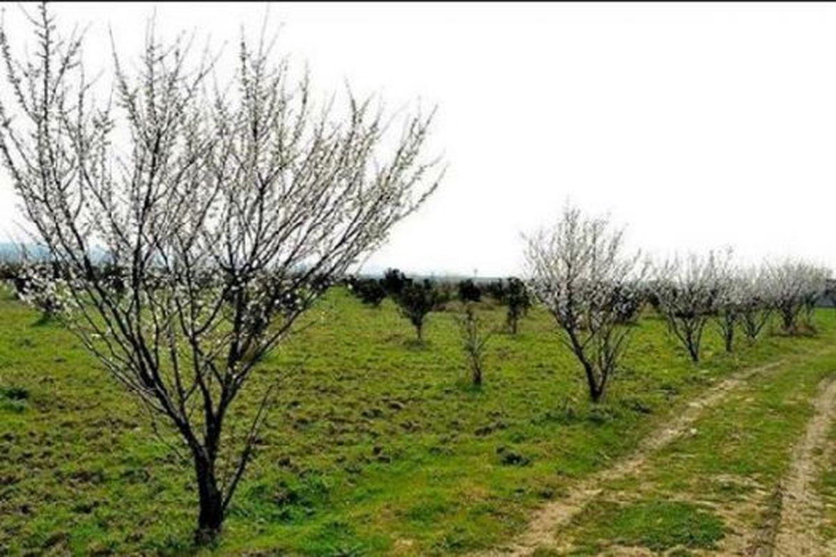 استقبال از بهار با کاشت ۵۶۰ هزار اصله درخت در شهر تهران  ۵۳۰ نقطه با گل فرش می‌شود