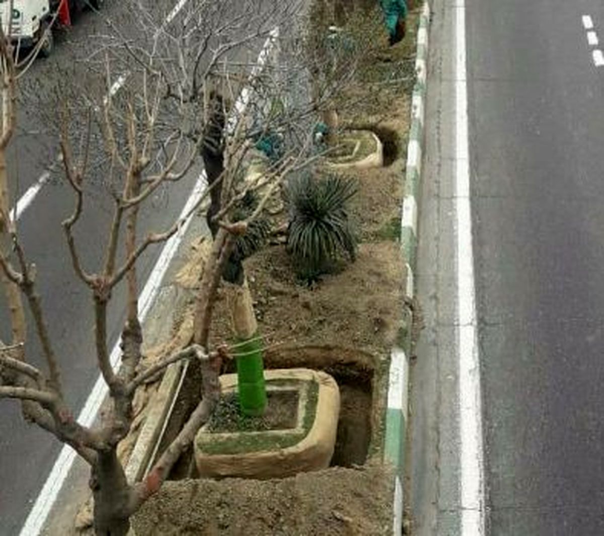 کاشت درخت روت بال در بزرگراه شهید یاسینی