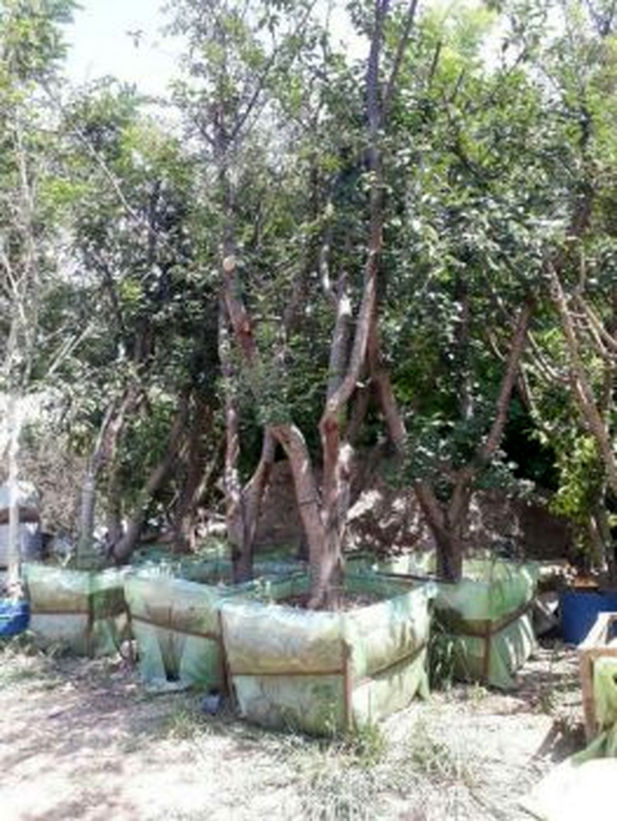 عملیات کاشت ۱۰۰ اصله درخت روت بال در منطقه ۳ تهران