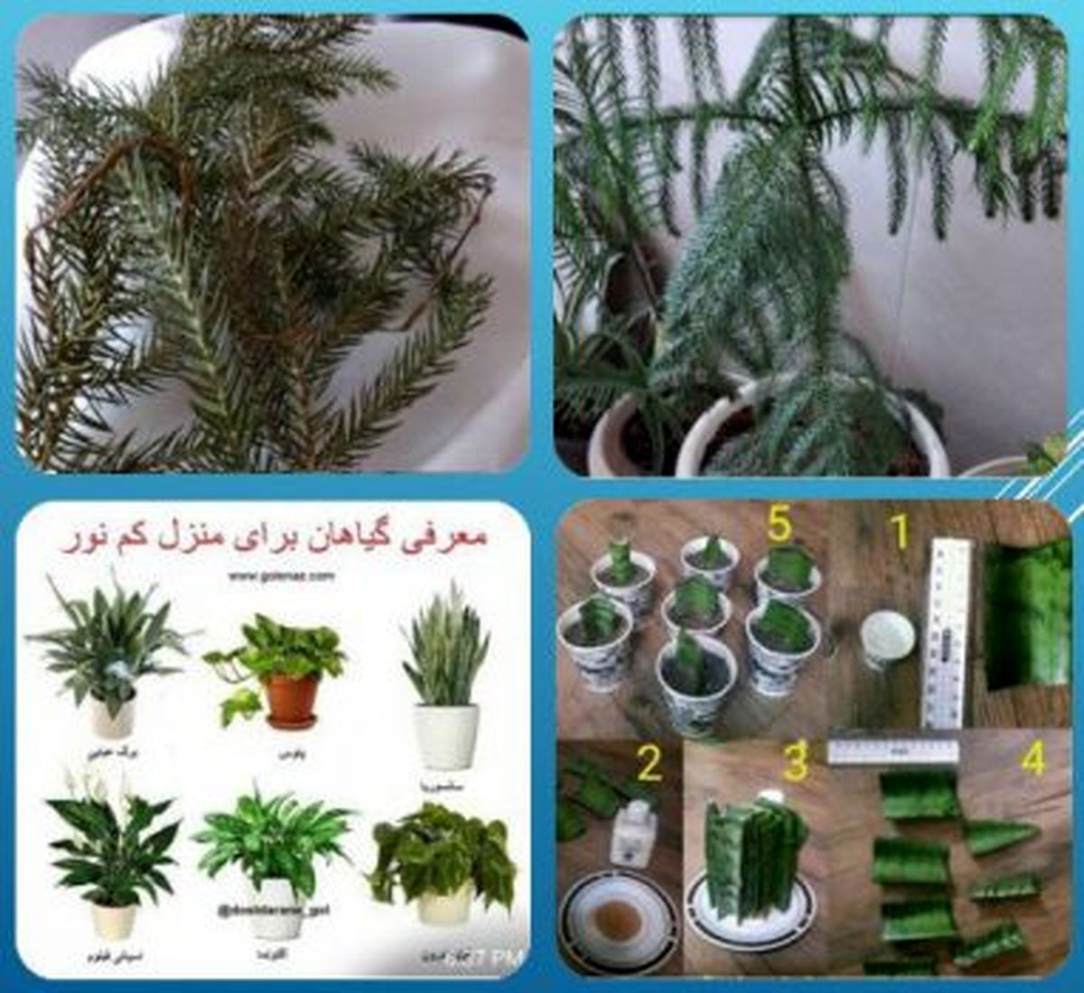برپایی دوره های آموزشی مجازی نگهداری گیاهان در منطقه ۱۵