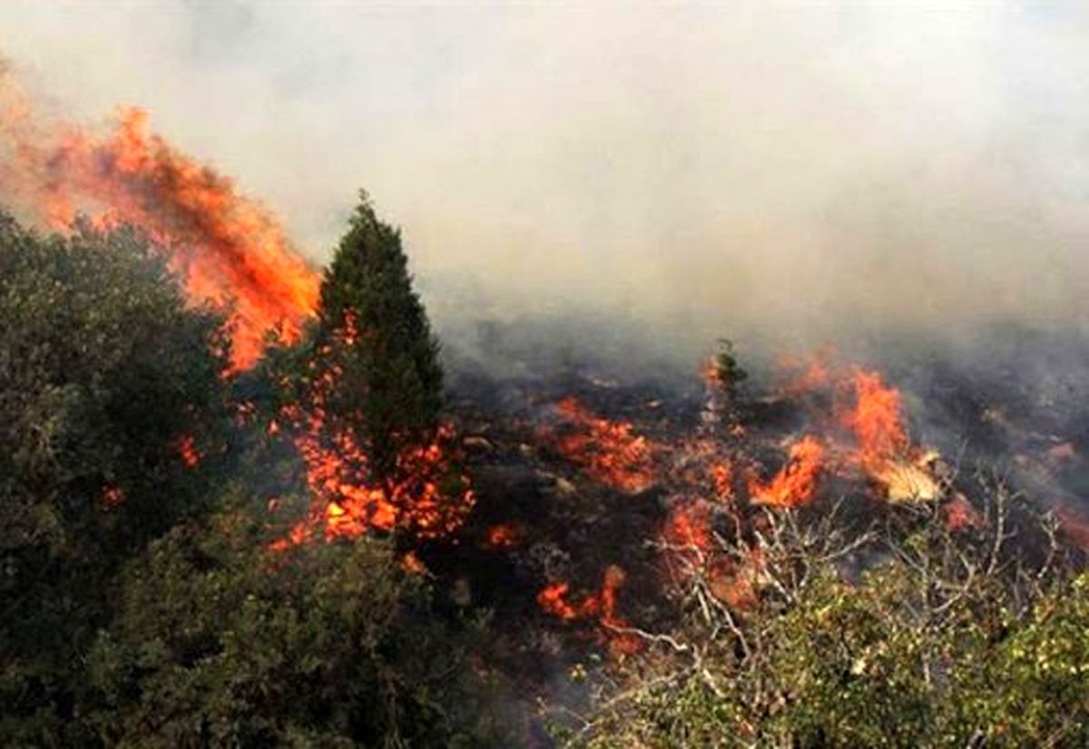 نابودی ۴۳۵ هكتار از جنگل‌های گچساران