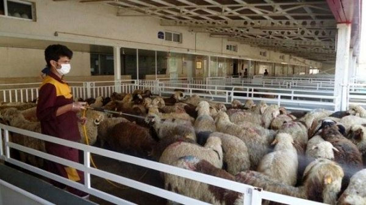 فعالیت تماموقت ۳ مرکز عرضه بهداشتی دام تهران از فردا
