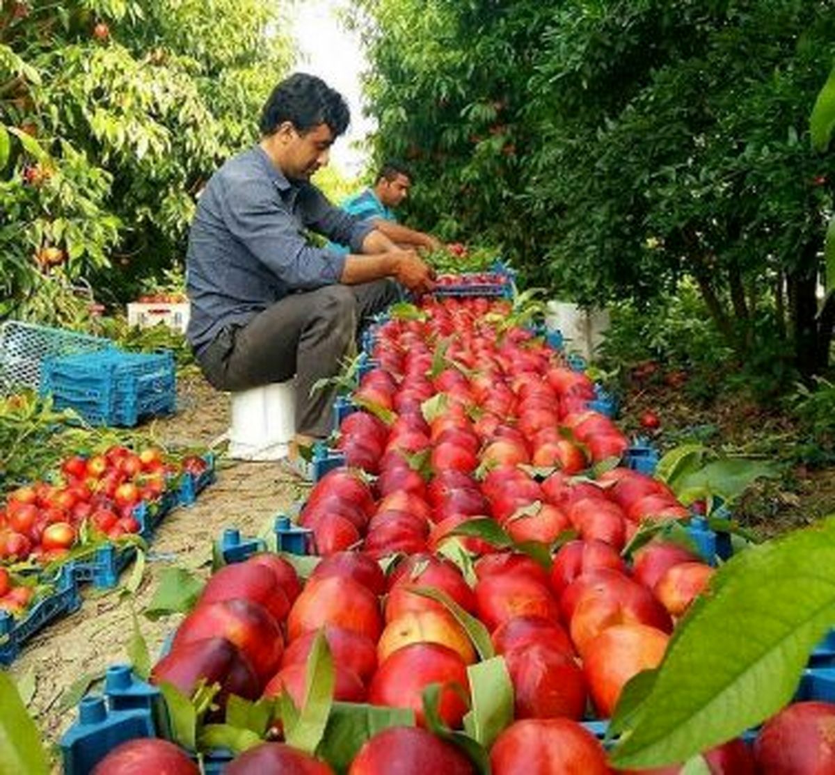 کاهش قیمت شلیل، شبرنگ، هلو و هندوانه در میادین میوه و تره بار