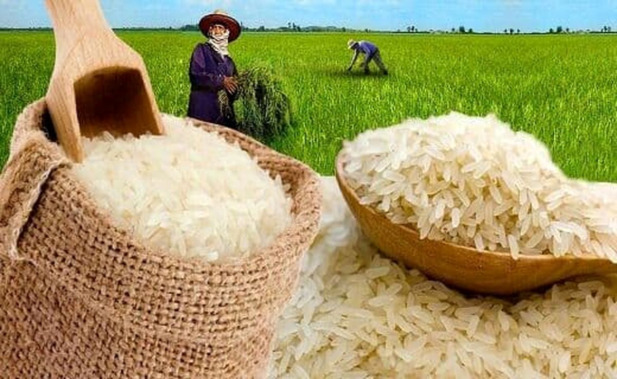 قیمت برنج دُم‌سیاه، طارم و هاشمی در میادین میوه و تره بار چند است؟