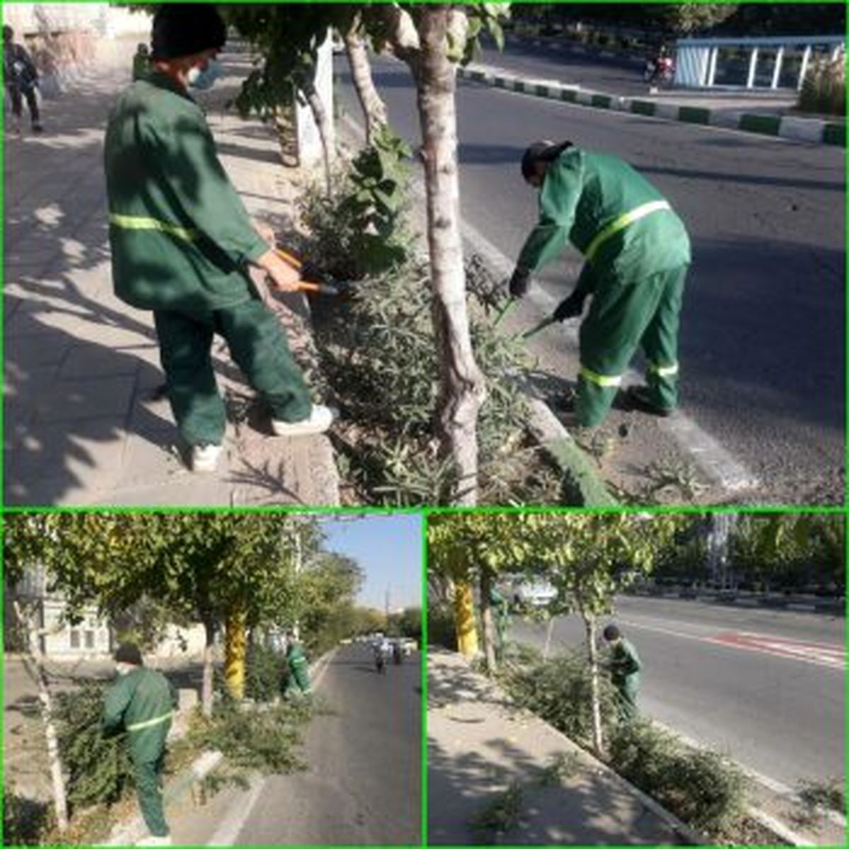 عملیات هرس پاییزه درختان درناحیه۵ آغاز شد