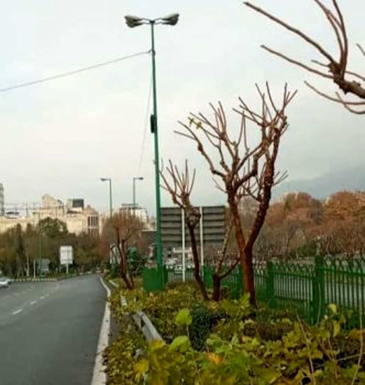هرس شاخه های خشک در شمال تهران