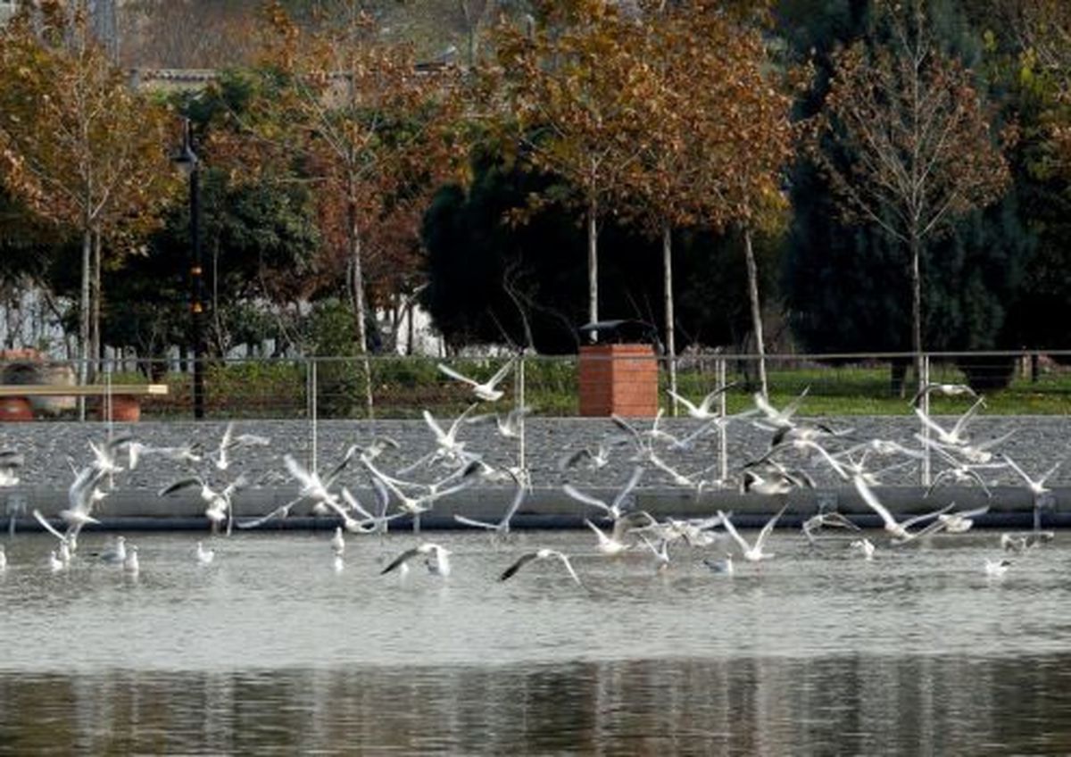 حضور پرندگان مهاجر در دریاچه بوستان زندگی منطقه ۱۲