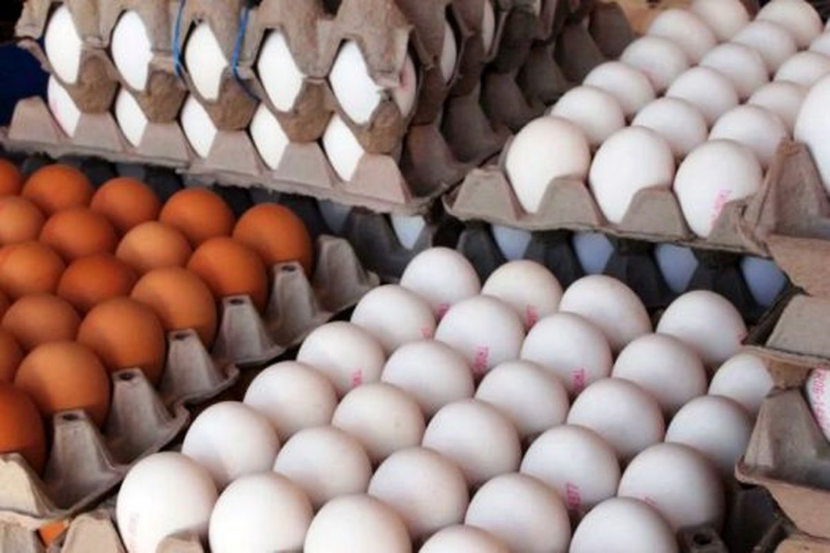 قیمت هر شانه تخم مرغ در میادین ۳۵۰۰ تومان کاهش یافت