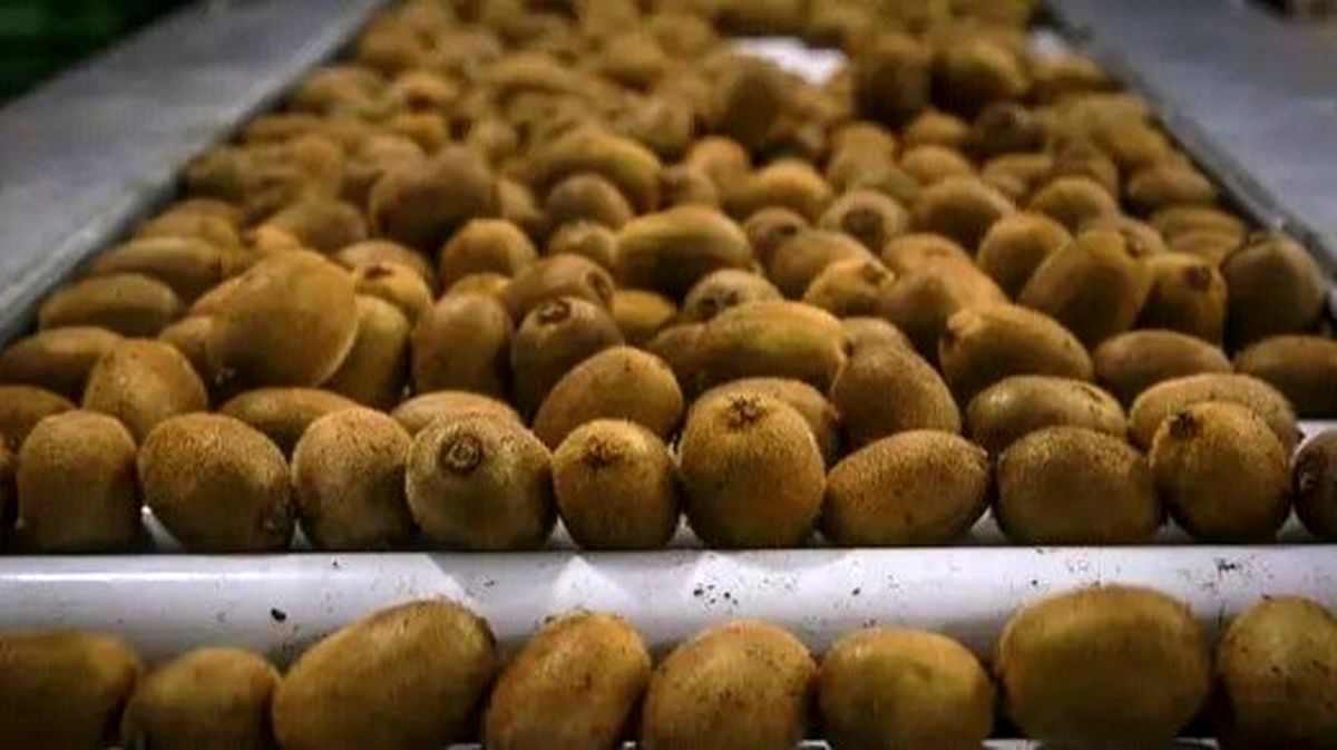 ماجرای برگشت خوردن کیوی های صادراتی ایران