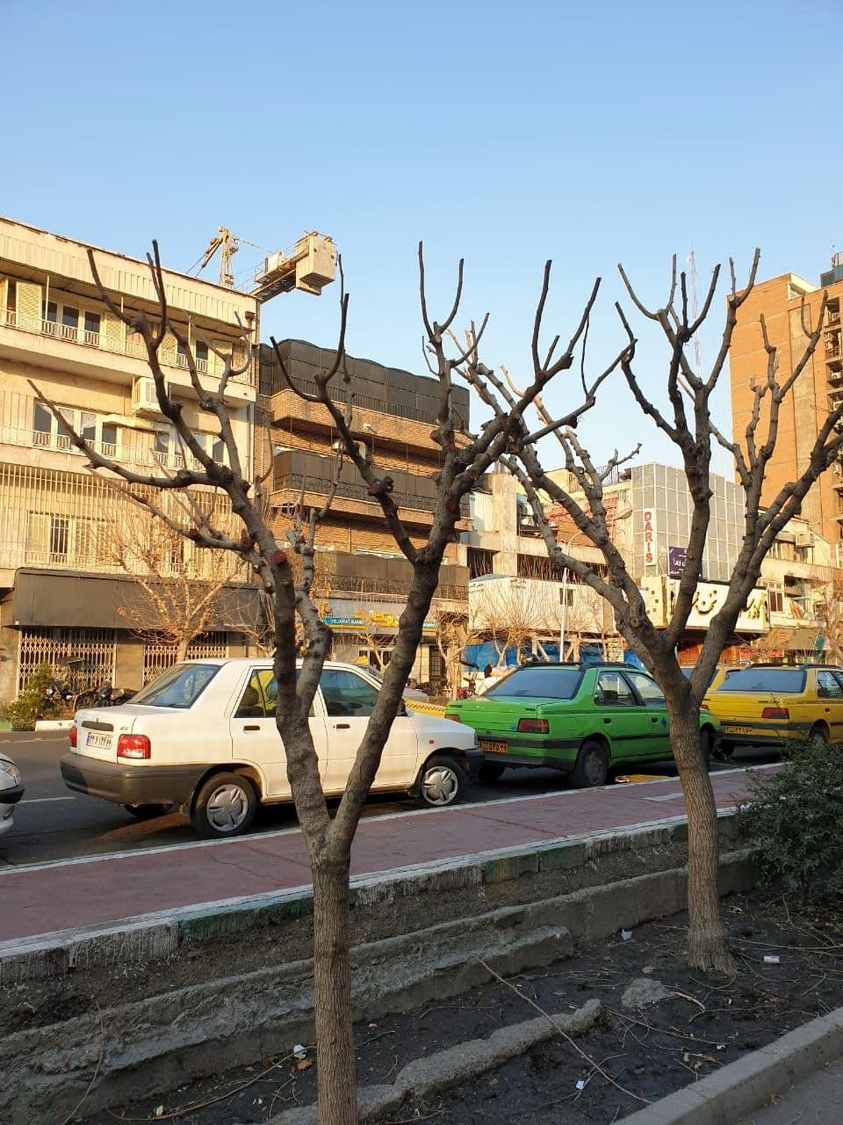 پیام شهروندان درباره موش ۱۲ درصد کاهش پیدا کرد