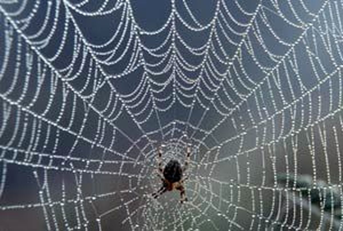 عنکبوت از نمای خیلی خیلی نزدیک+عکس