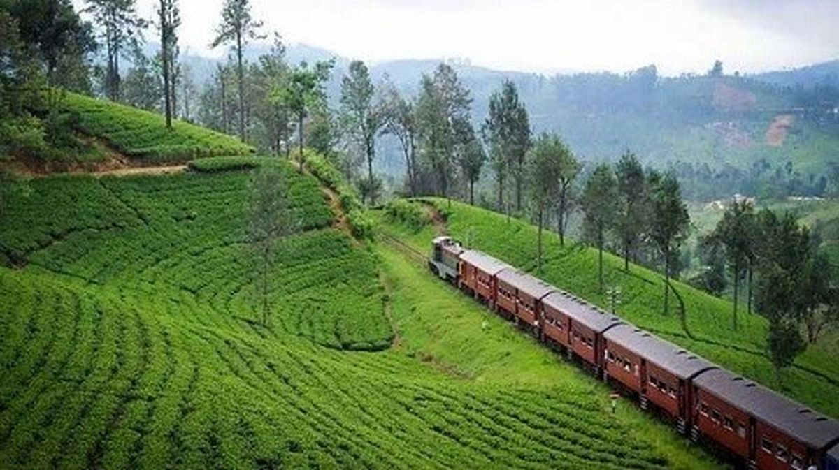 سریلانکا 26 درصد چای کشور را تامین می‌کند