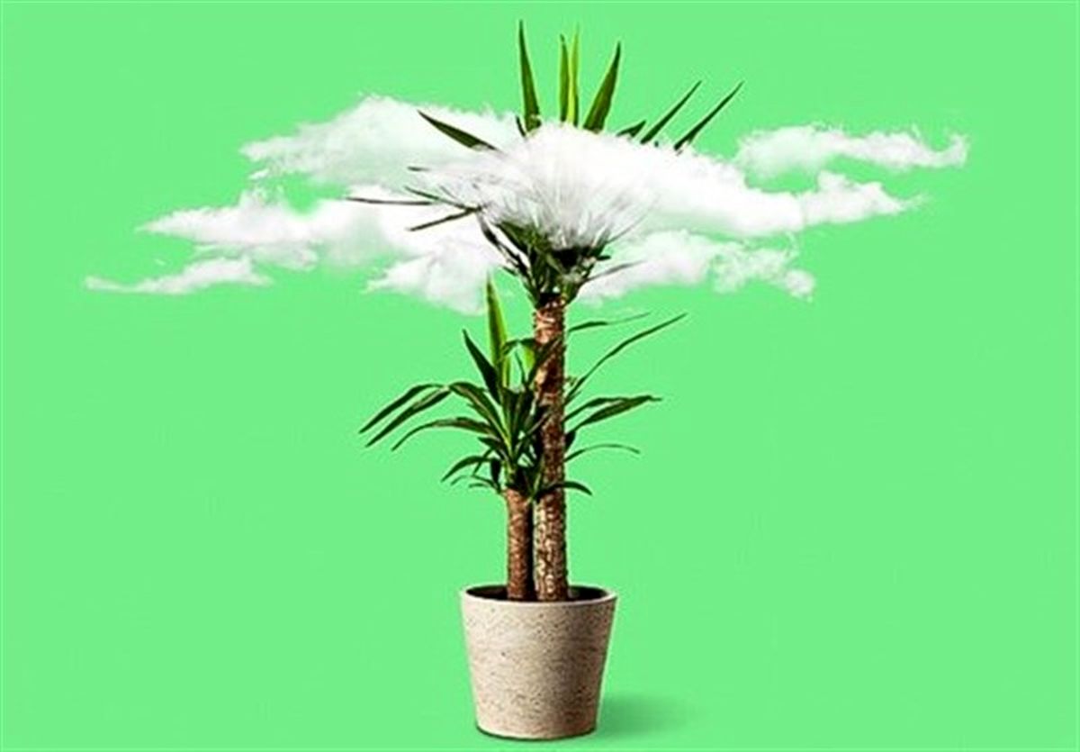آشنایی با 5 گیاه خانگی مؤثر در کاهش آلودگی هوا+تصاویر