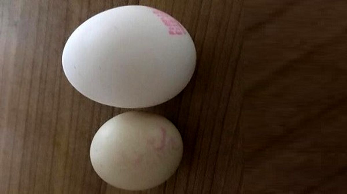 چرا تخم مرغ ها کوچک شده‌اند؟