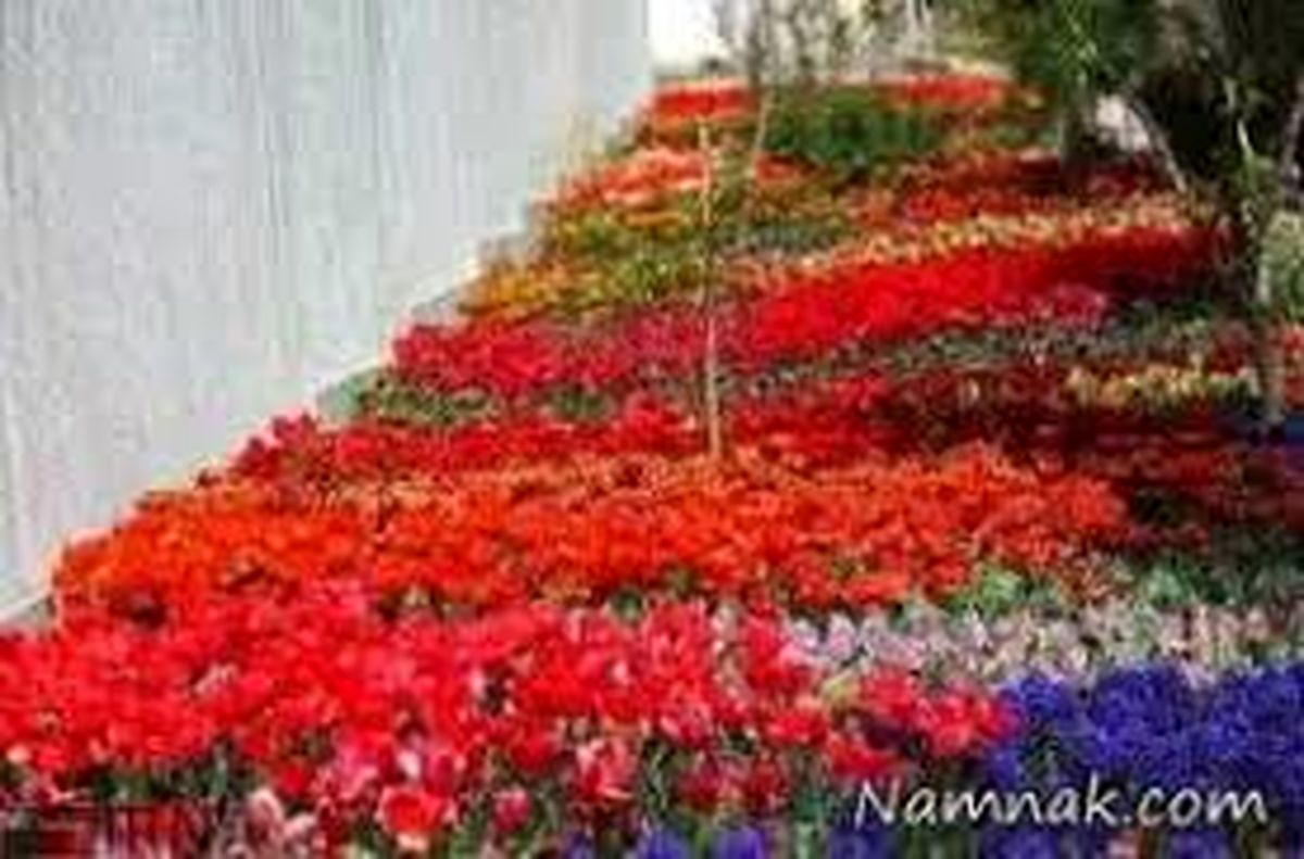 کاشت ۲۵ هزار گل لاله در بهشت زهرا در بهمن ماه