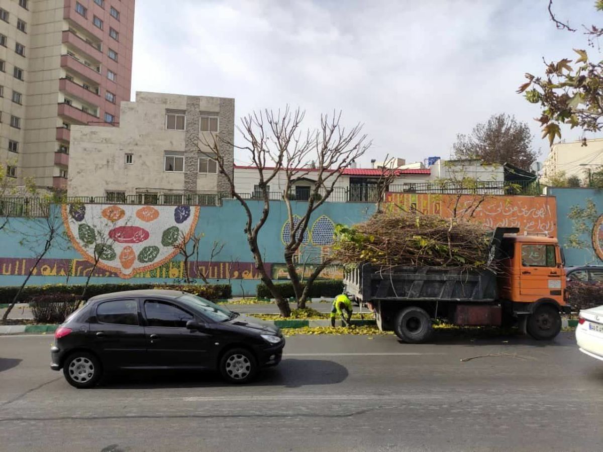 باز پیرایی ۴۲ هزار اصله از درختان در معابر و بوستان های شمال تهران
