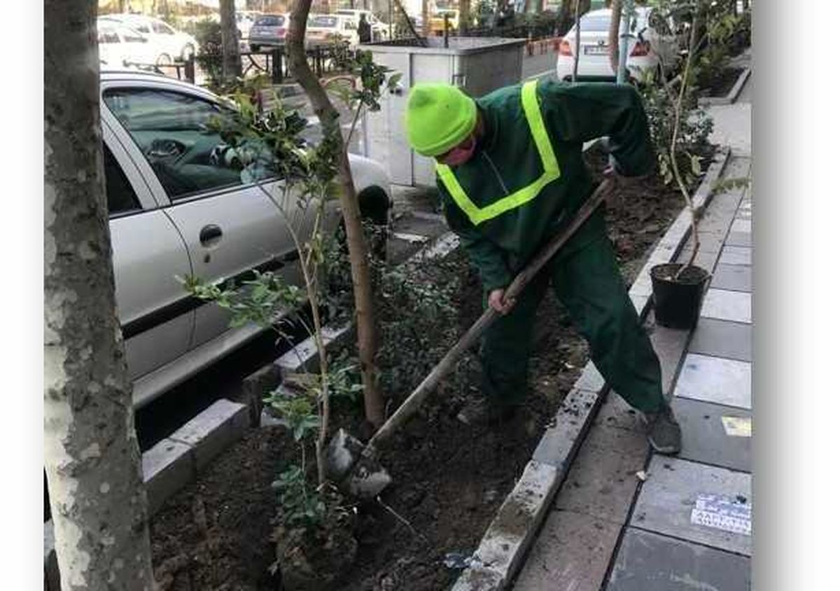 کاشت درخت و درختچه در معابر و بوستان های منطقه 3