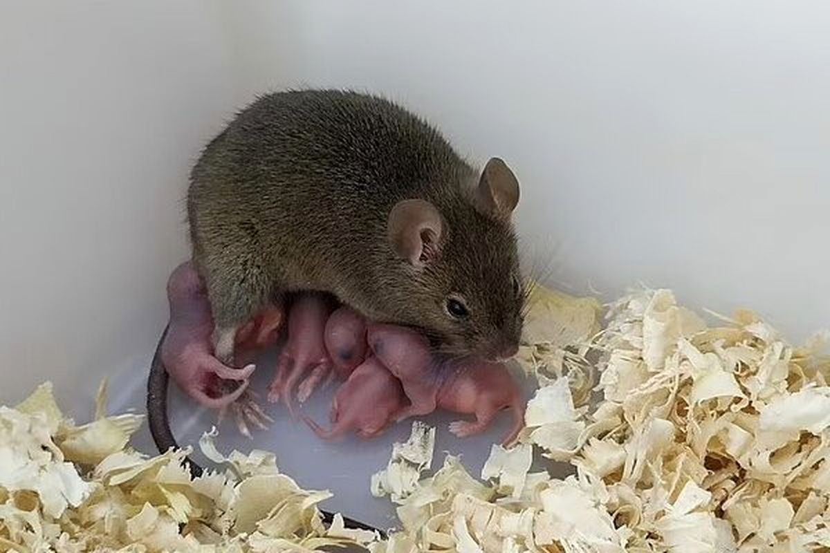 تولید بچه موش بدون لقاح در آزمایشگاه !