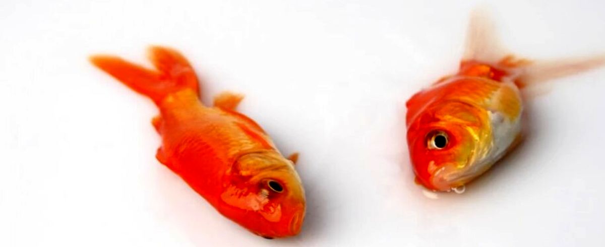 چرا ماهی مرده روی آب شناور می‌شود؟
