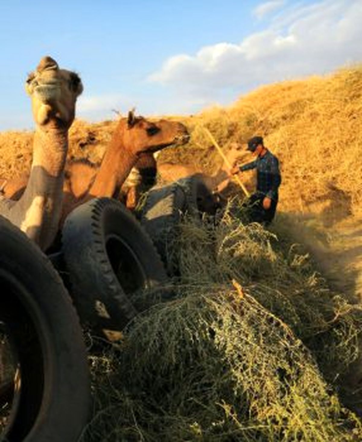 ایجاد ۱۸۰ هزار شغل در حوزه پرورش دام سبک و سنگین در مناطق محروم کشور توسط ستاد اجرایی فرمان امام