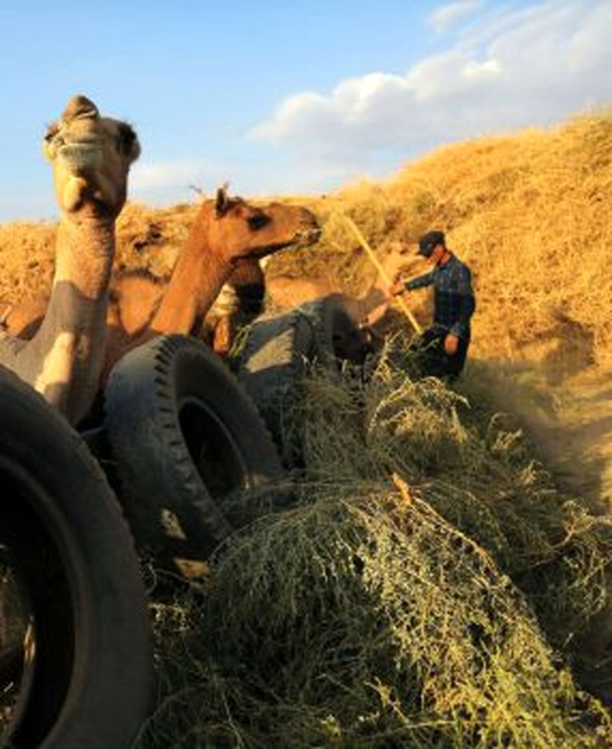 ایجاد ۱۸۰ هزار شغل در حوزه پرورش دام سبک و سنگین در مناطق محروم کشور توسط ستاد اجرایی فرمان امام