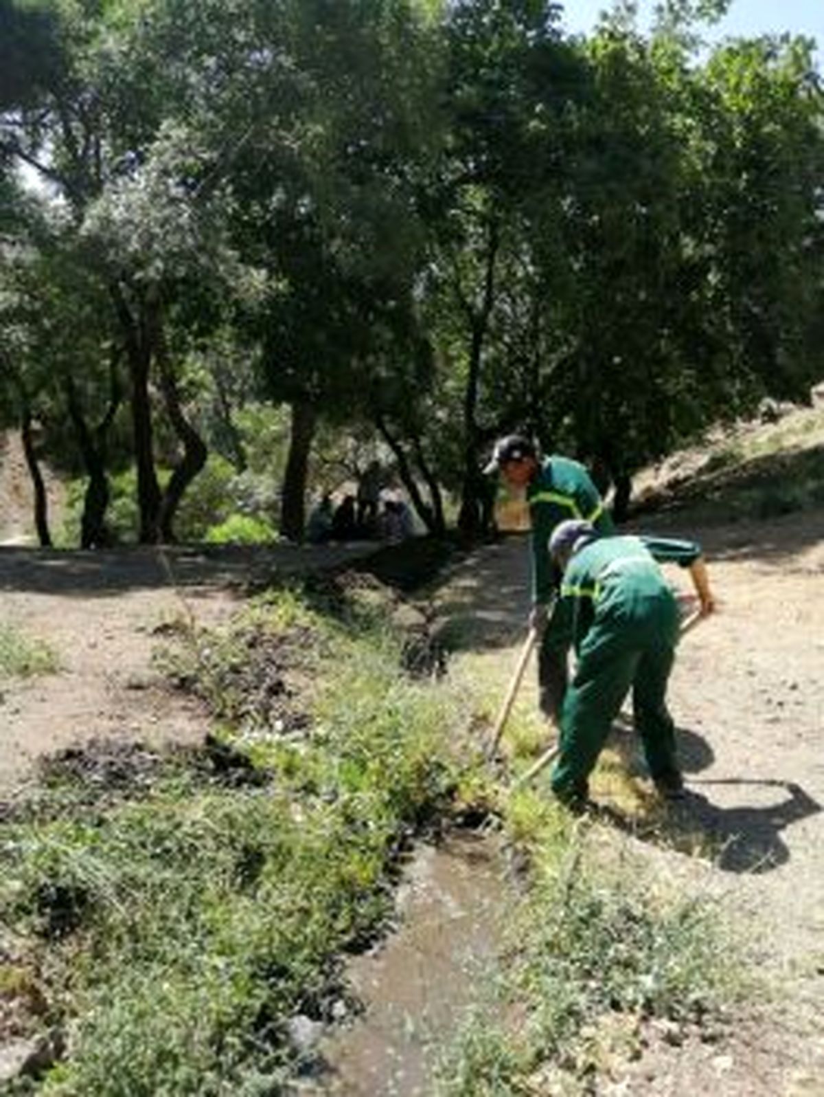اجرای طرح پاکسازی جنگل کارا درمنطقه
