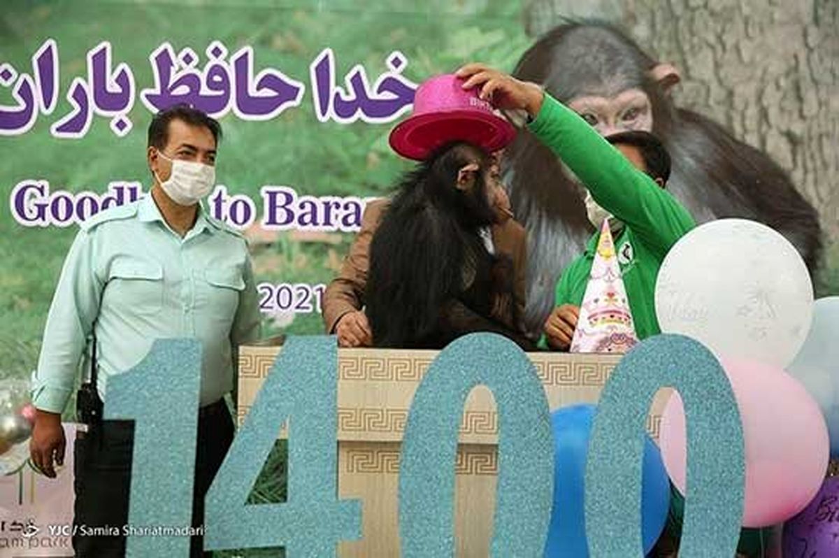 شامپانزه ایرانی جانش را از دست داد