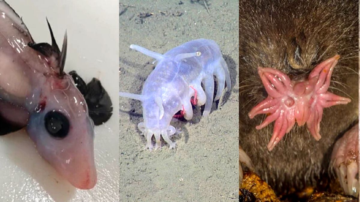6 حیوان عجیب‌ الخلقه‌ای که به عمرتان ندیده‌اید+تصاویر