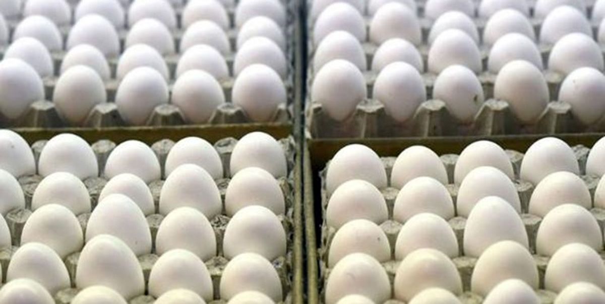 قیمت تخم مرغ در میادین میوه و تره بار شانهای 1200 تومان کاهش یافت