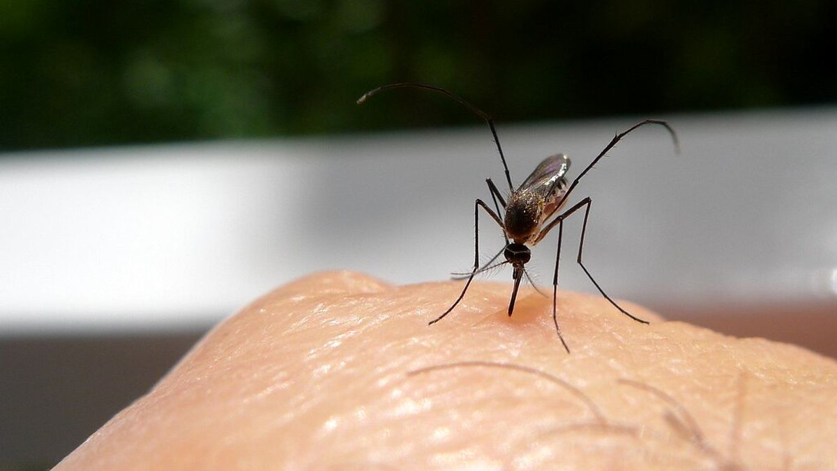 چرا پشه‌ها برخی از افراد را بیشتر نیش می‌زنند؟