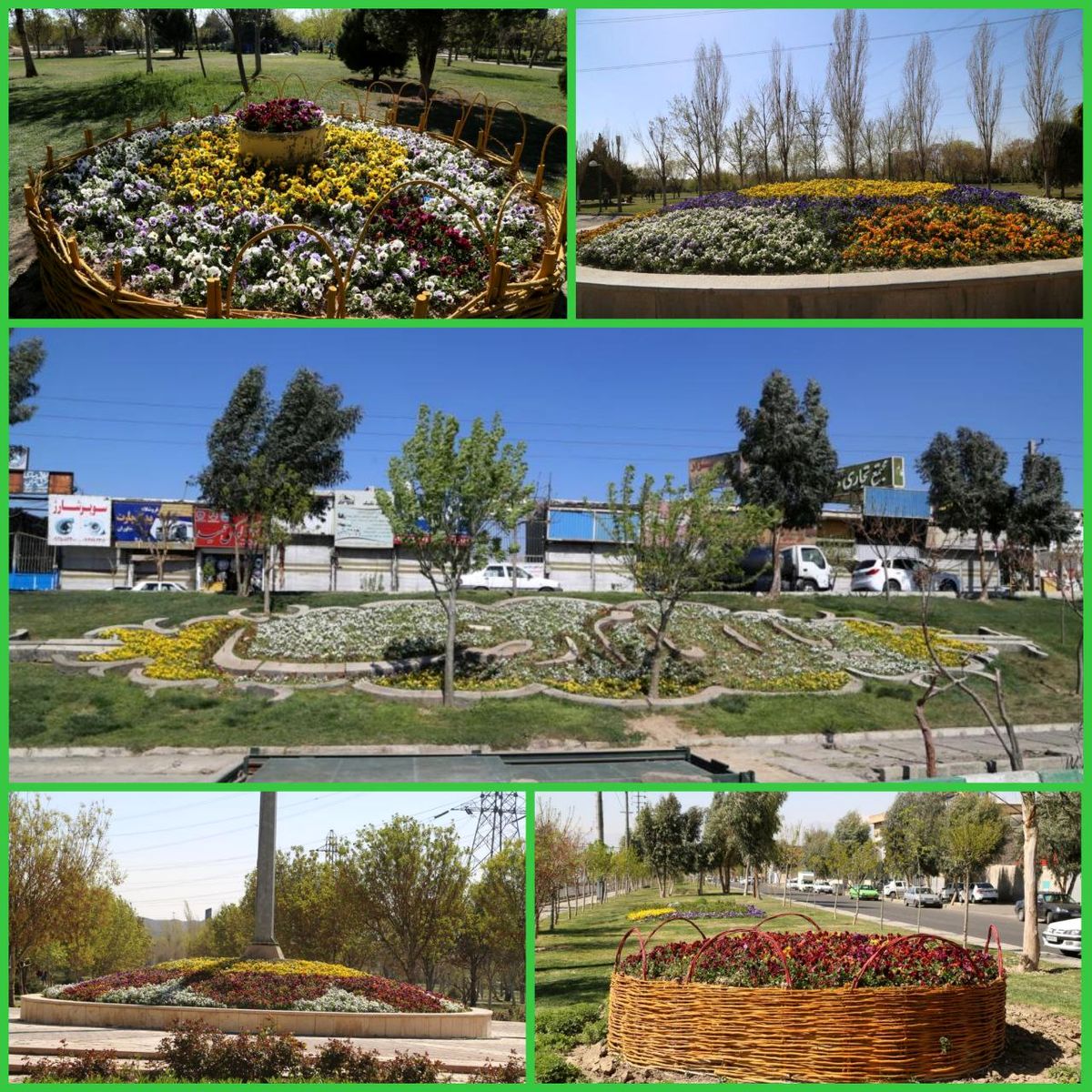 جلوه بهار با عطر شب بوهای نو رسیده در منطقه 15