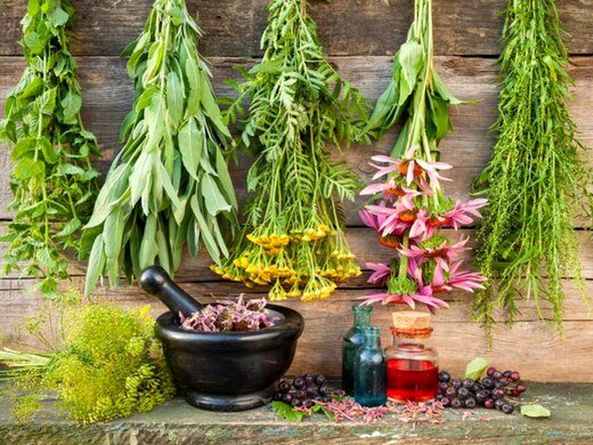 آشنایی با گیاهانی برای درمان بیاشتهایی عصبی