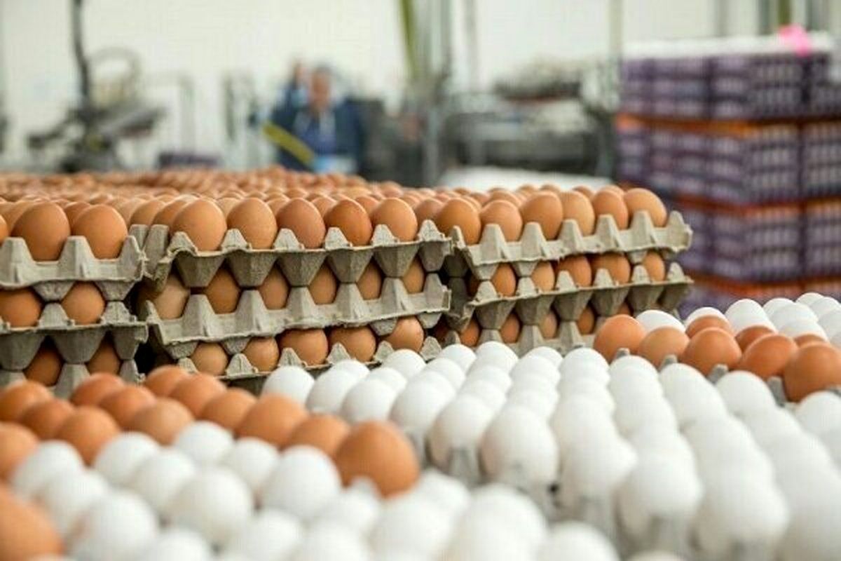 اعلام جدیدترین قیمت تخم‌مرغ