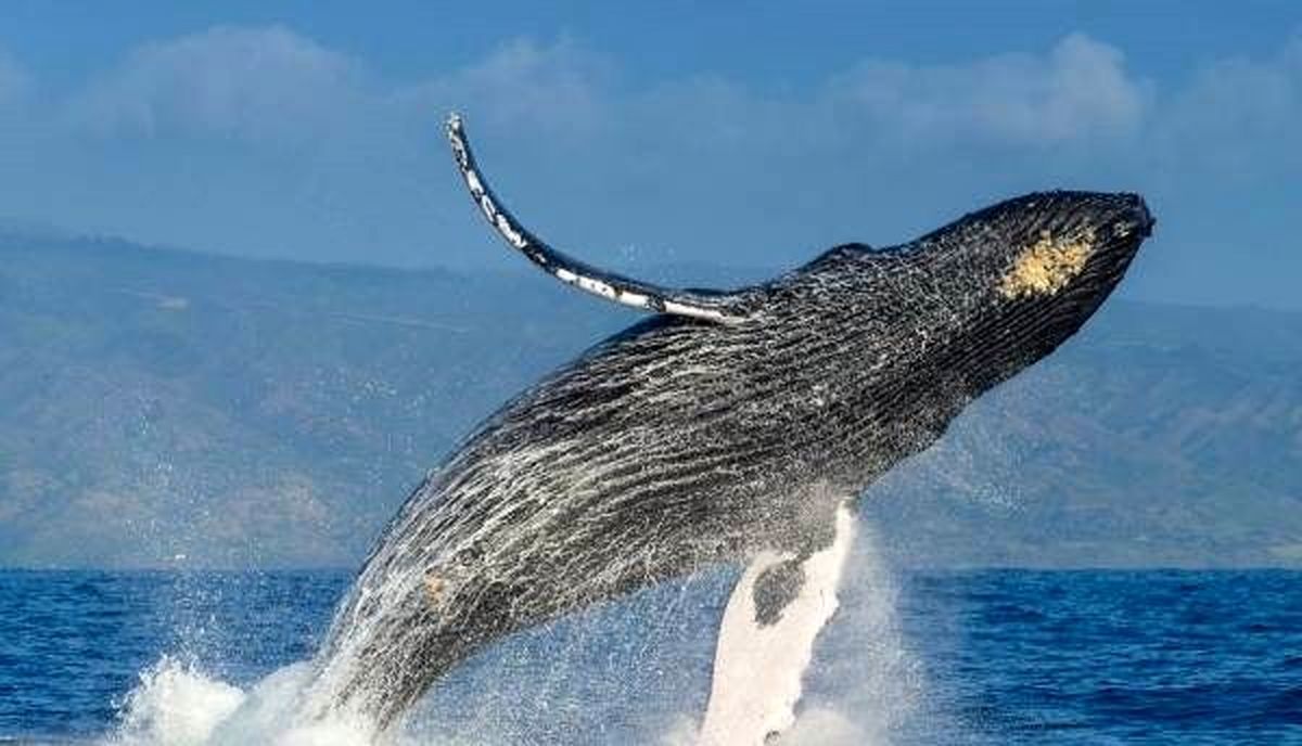 آشنایی با هواخوری یک نهنگ در سطح دریا +‌ عکس