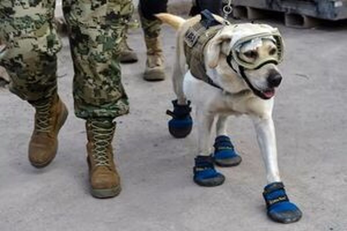 سگ‌های امدادگر مکزیکی راهی ترکیه شدند+تصاویر