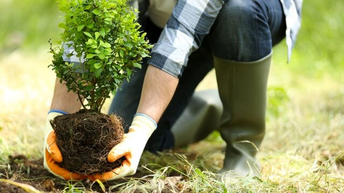 به این بیماری‌ها باغبان‌ها دچار نمی‌شوند