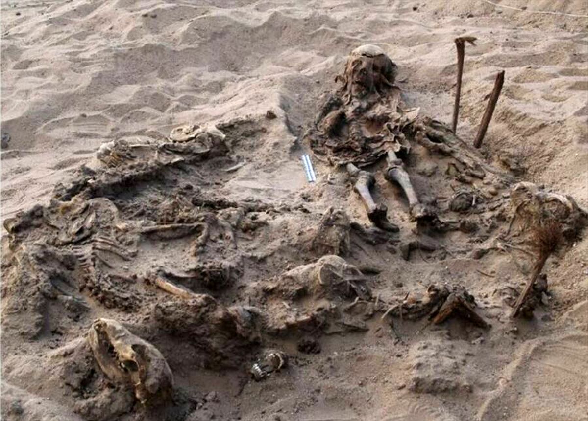 کشف قبر مشترک یک کودک 8 ساله همراه با بقایای ۱۴۲ سگ!+عکس