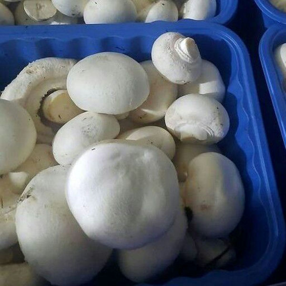 قارچ دکمهای در میادین؛ هر کیلوگرم 36 هزار تومان