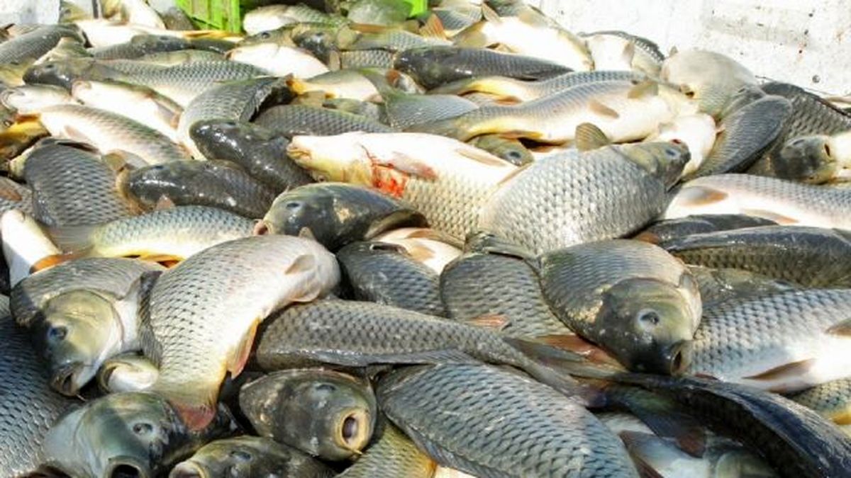 قیمت کدام ماهی‌ها کمتر از 50 هزار تومان است؟