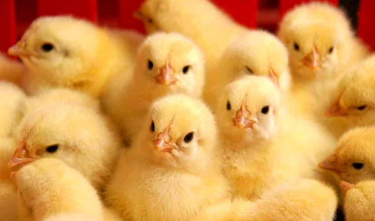 معدومسازی حتی یک جوجه هم قابل قبول نیست