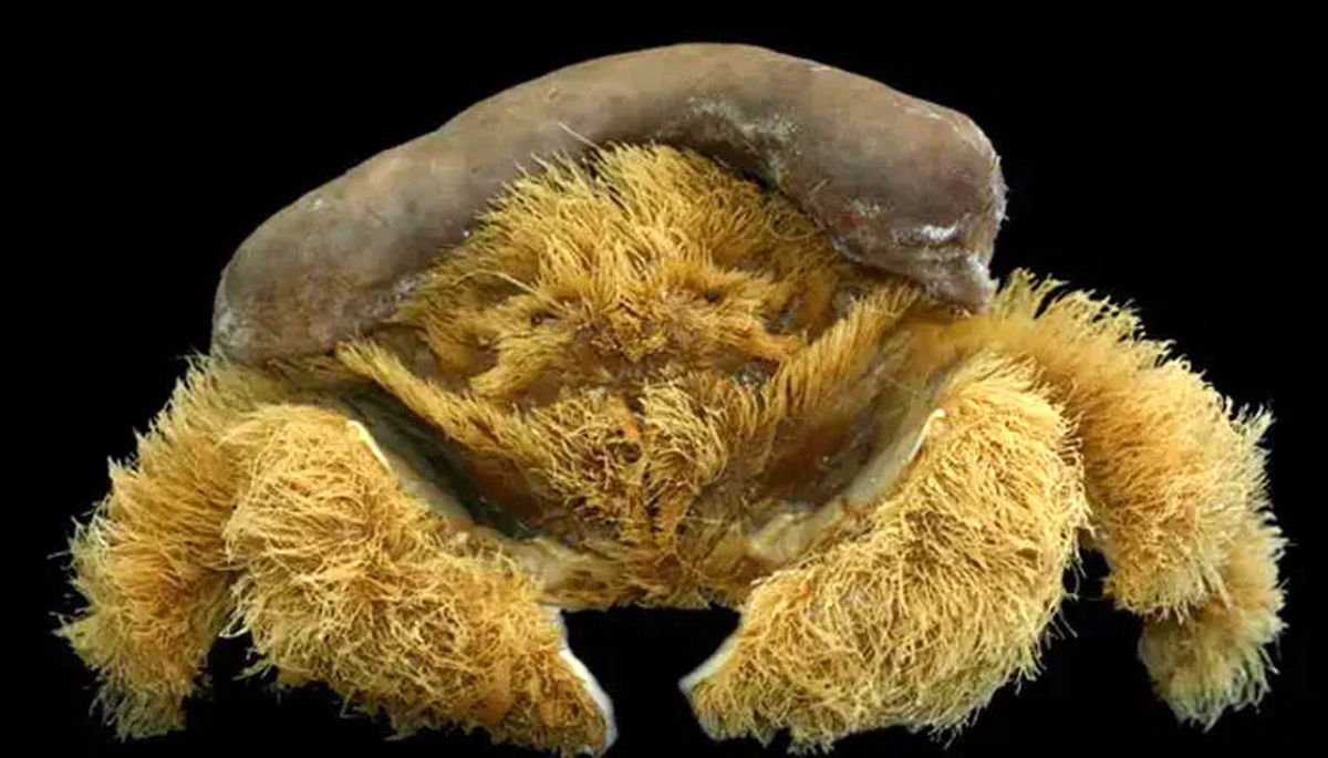 خرچنگ پشمالو جدیدترین موجود کشف شده بشریت را بشناسید! +تصاویر