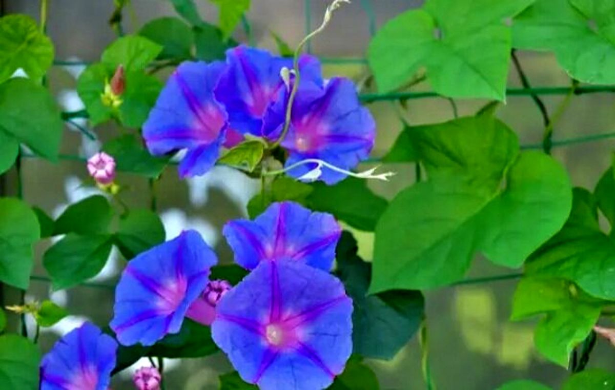 عکس عجیب ترین گلهای آبی جهان+تصاویر