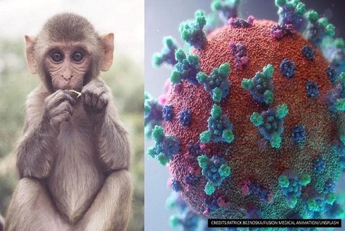 ویروس آبله میمونی چطور منتشر می‌شود؟