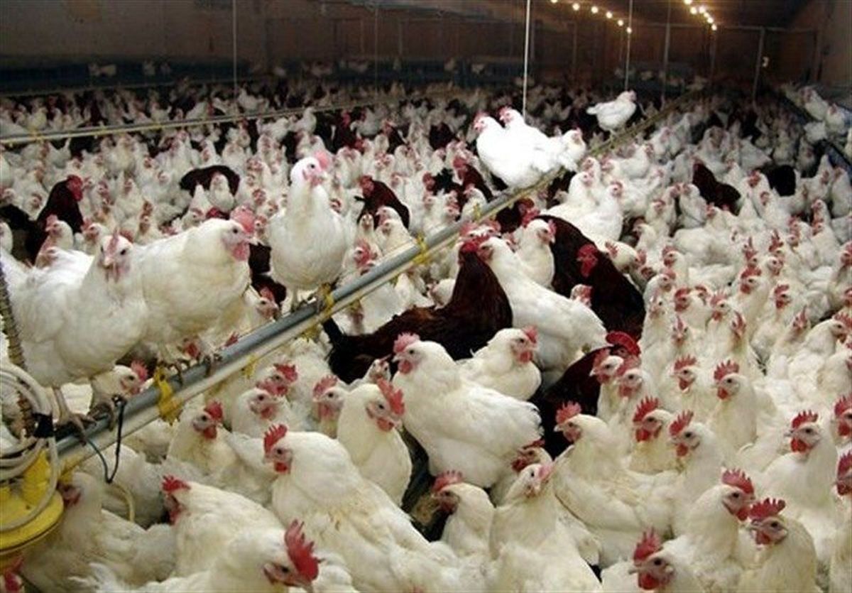۵۰ واقعیت جالب در مورد مرغ ها