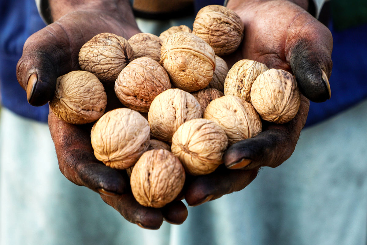 آشنایی با غذای مغز