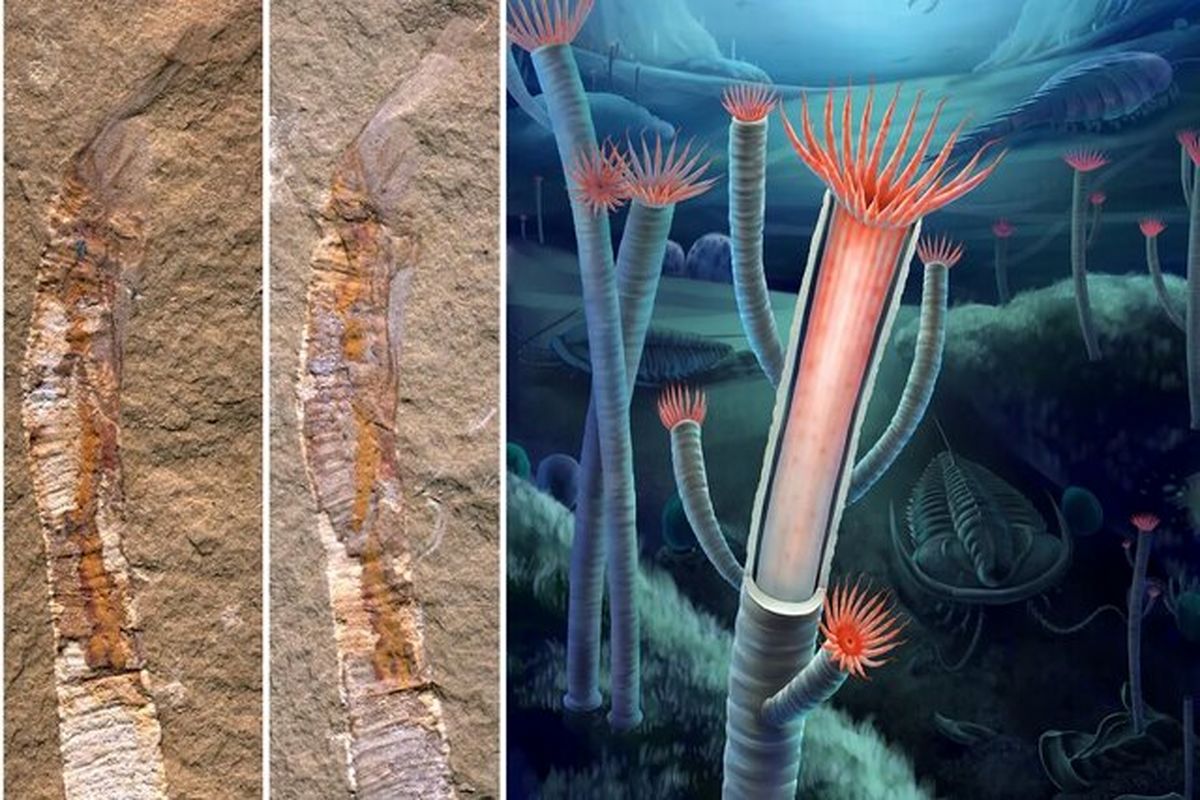 کشف فسیل ۵۵۰ میلیون ساله پرده از یک راز بزرگ