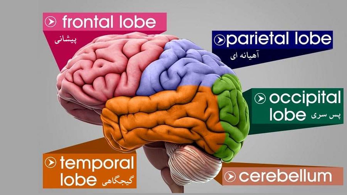 آیا یک نیمکره مغز می تواند کار نیمکره دیگر را هم انجام دهد؟