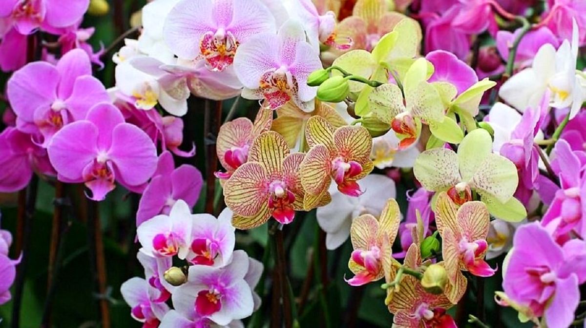 آشنایی با زیباترین گلهای آپارتمانی