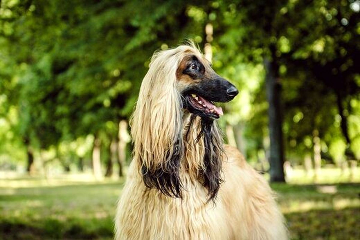 آشنایی با خنگ ترین نژاد سگ ها در دنیا+ عکس