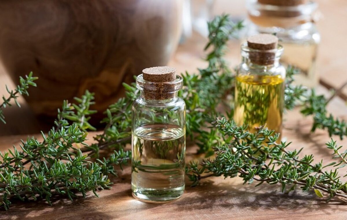 این گیاه معطر ۶ ویروس خطرناک را از شما دور میکند